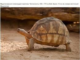 Отдых на море: Животные
